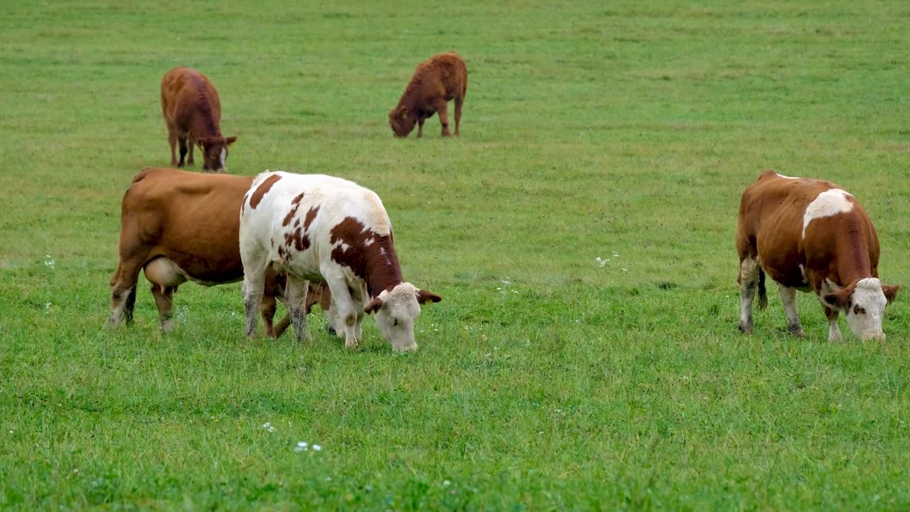 Cow eating grass