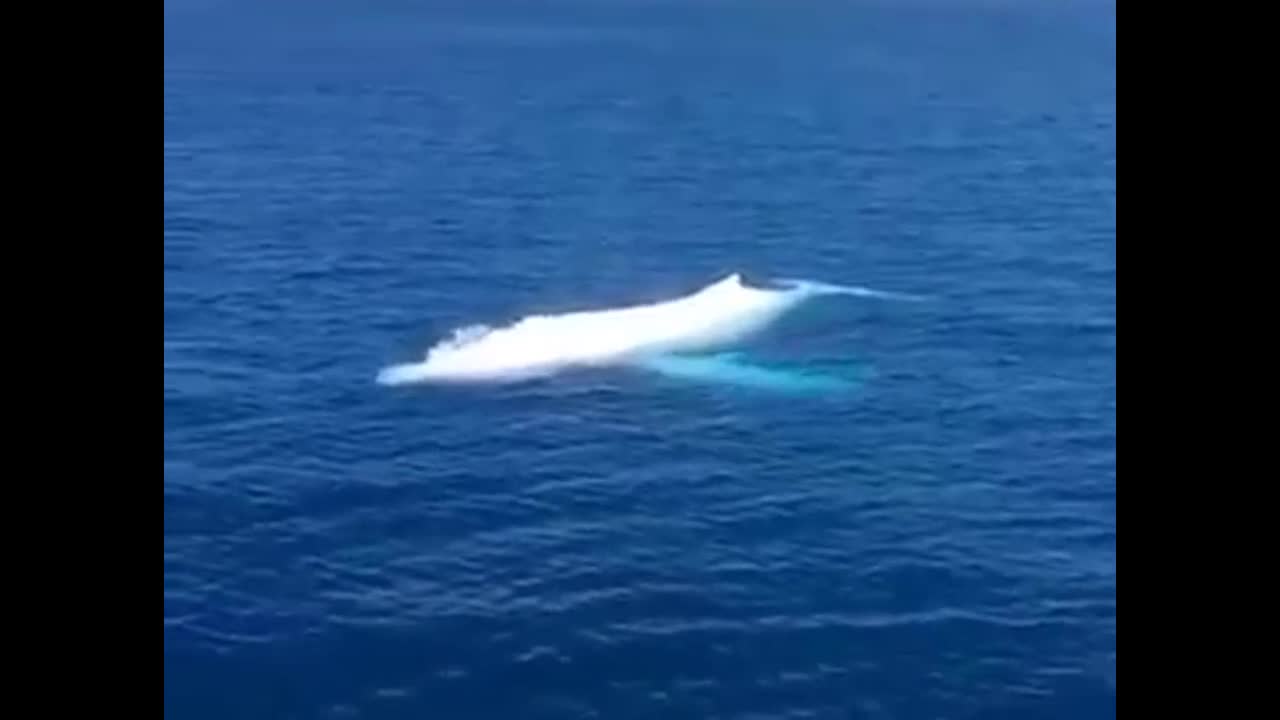 Rare spot of an albino Blue Whale