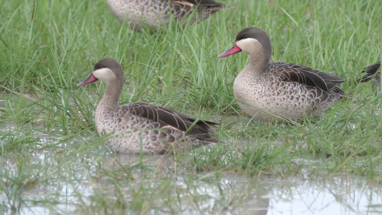 Red billed teal ducks in Chobe National Park in Botswana