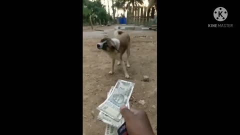 Dog loves. This Dog Maind is Fully Humanity