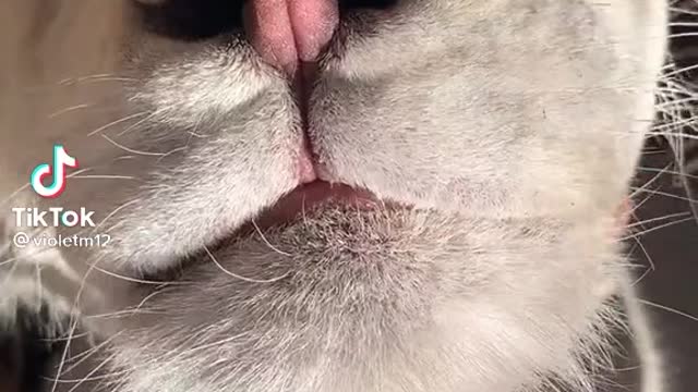 Pet me :3