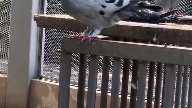 A pigeon that loves its feathers