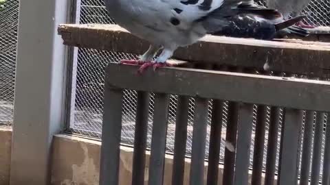 A pigeon that loves its feathers