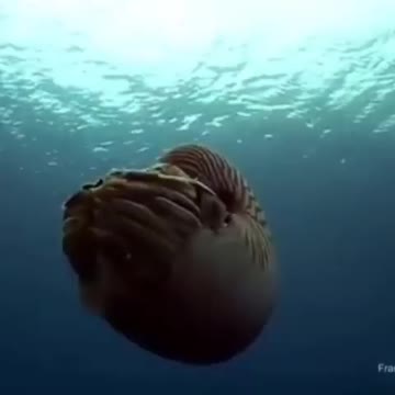 Nautilus Pompilius - yes, yes, the same one.