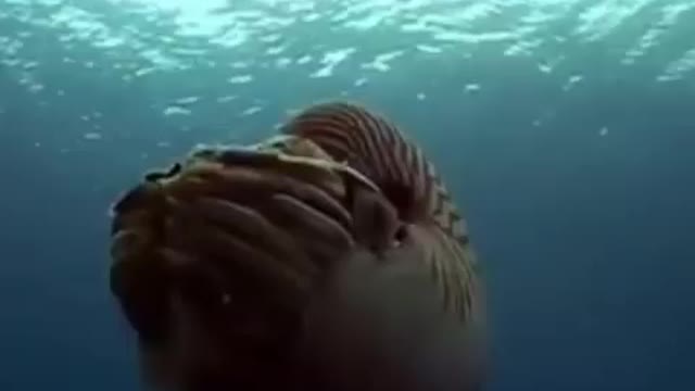 Nautilus Pompilius - yes, yes, the same one.