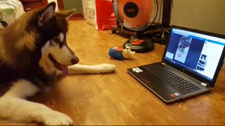 husky call video with friend