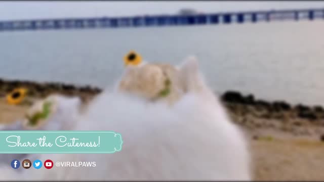 Fluffy Dog Absolutely Adores His New Kitten Friend