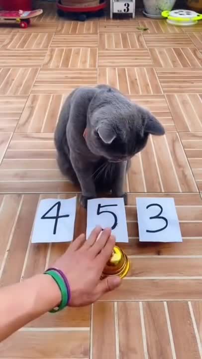 Funniest Dogs And Cats Videos 🐶😻 - Best Funny Animal Videos Of The 2022 🤣