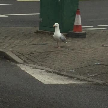 Seagull having a little dance!
