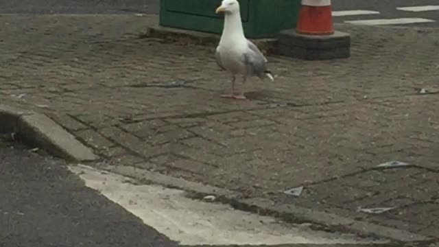 Seagull having a little dance!