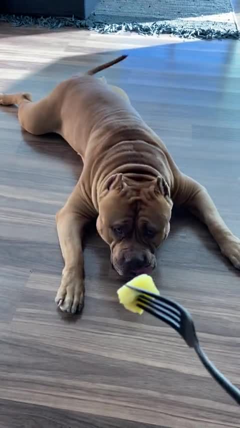 Massive pit bull tries pineapple for video watch love video