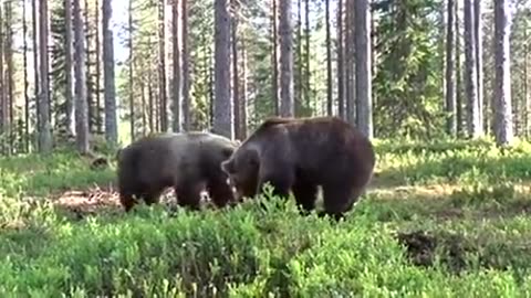 Insane fight between grizzly bears