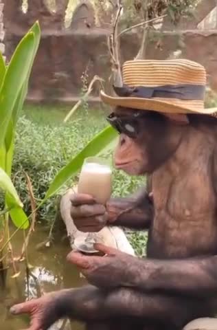 MONKEY SHED IN FLORIDA 2022