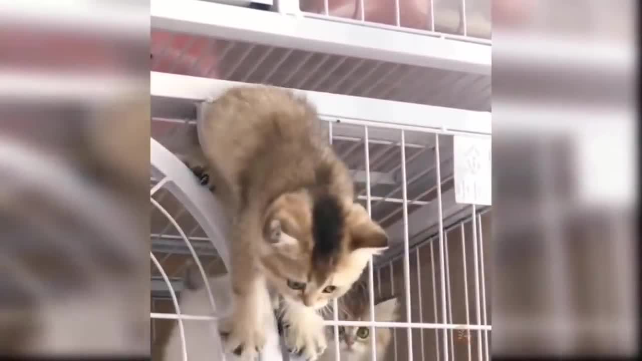 Fluffy cat can't jump on the table