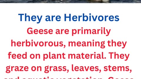 facts about geese..3/12