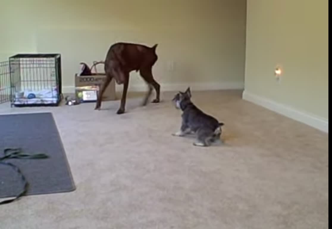 Schnauzer vs Doberman