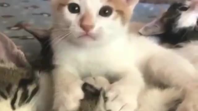 The cutest video on the internet cat