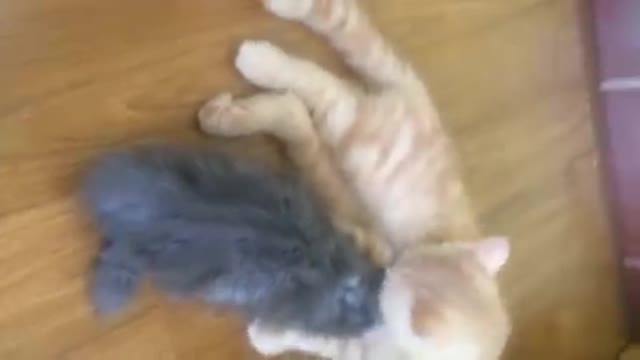 Lovely two kittens cuddling and kissing