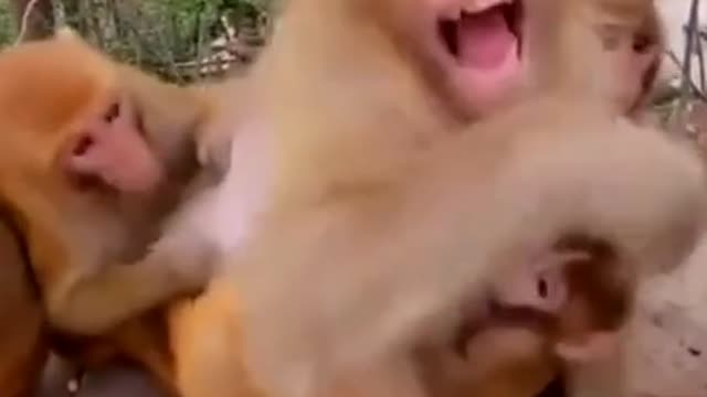 Funny monkey ko ko