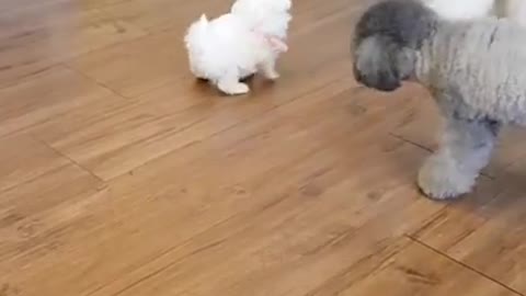 Tiny Teacup Maltese in Carrier Bag