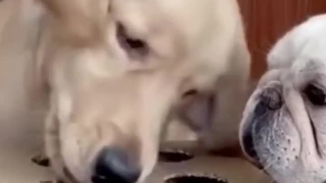 funny dog videos try not to laugh 😂