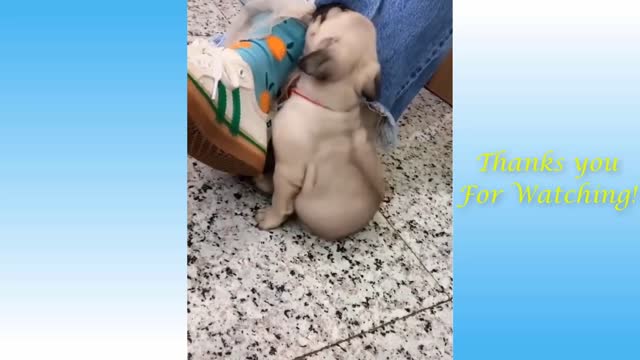 Cute And Funny Pets Try Not To Laugh To These Pets Compil