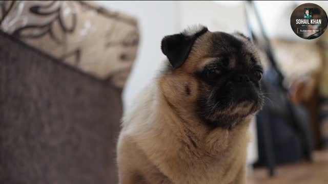 Cute and funny pug video l pug is very happy lcute dogs lfunny dogs l pug puppy l pet