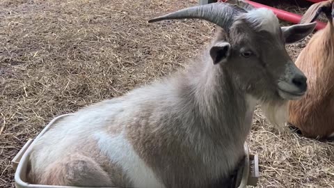 'If I Fits I Sits' - Goat