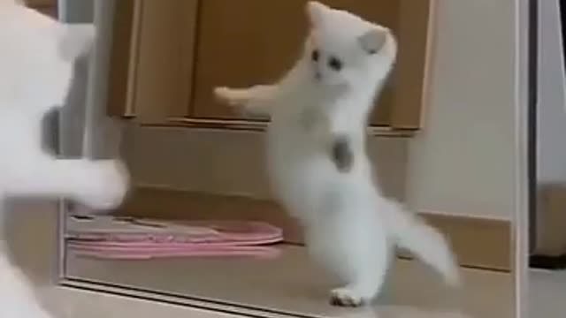 The cat fights itself through the mirror