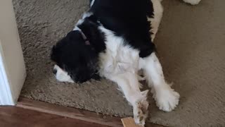 Maggie snoring Cavalier King Charles