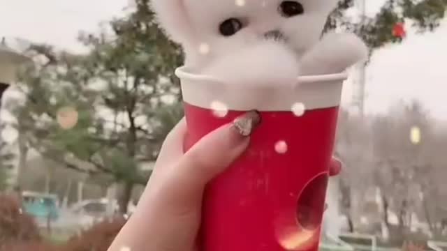 ♥️😘cute toy pom dog 🐕 #reels #animals #shots #YouTube#track #toypomGodara🐎🥰 plz like & subscribe 🙏👍
