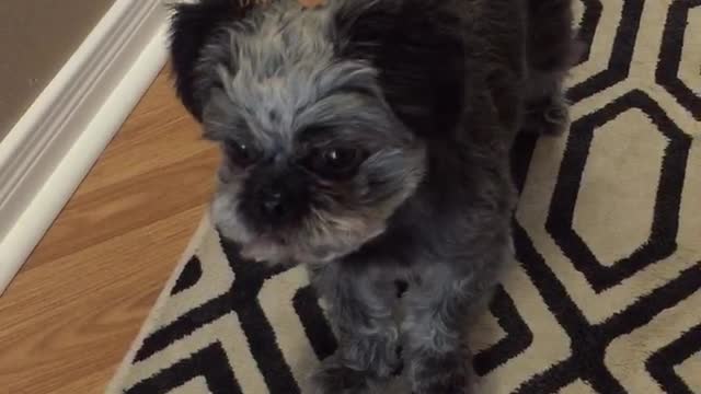 Dog furious to learn someone ate all his Halloween candy