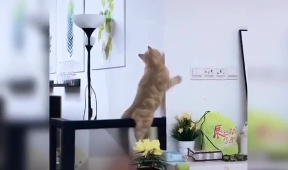 What Happened To The Cat When it Jumped? Funny Moments Cat's