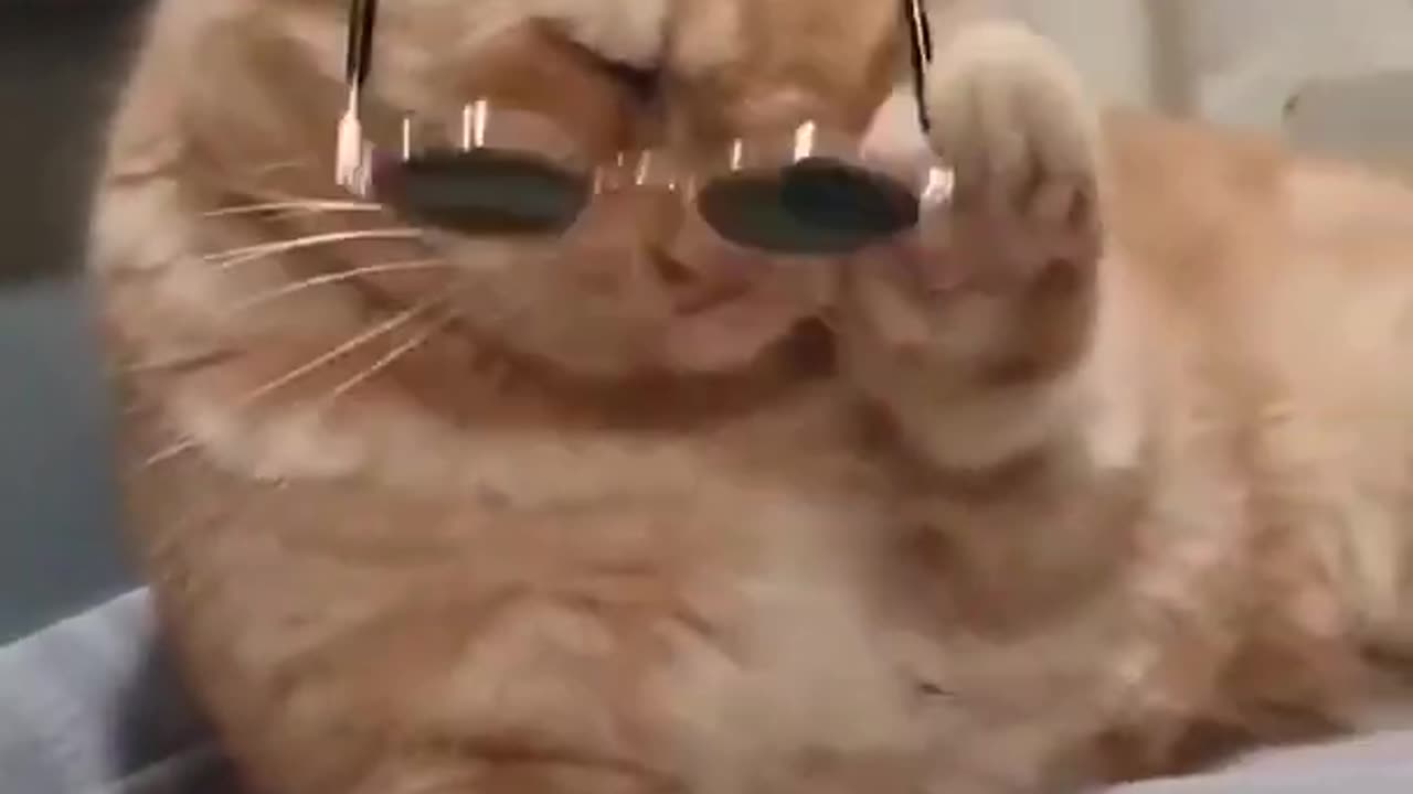 Spectacles Cat funny video #cat video#cat funny#cat short#cat video #Short #funny #slepping