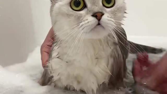 cute cat take a shower ♥☻☺