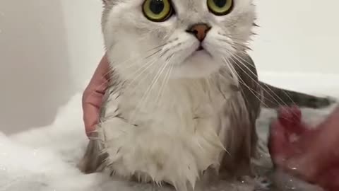 cute cat take a shower ♥☻☺