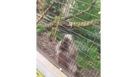 Teaching one spikey boi how to swipe it 😂😂#funny videos