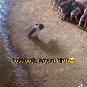 Laugh often and laugh at yourself most