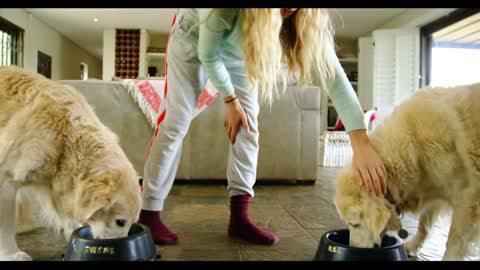 Dogs eating food from bowl