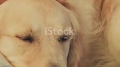 Cute pets compilation