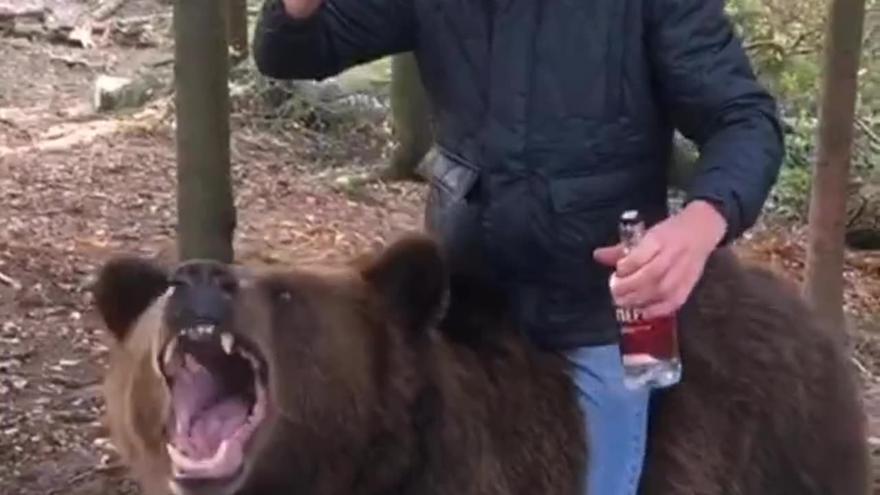 Drunk Bear Rider