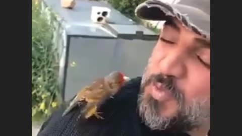 birdsong, funny birds singing to their owner