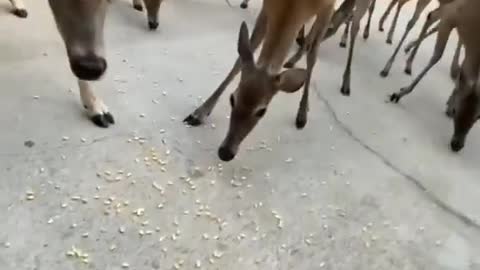 Deer in the garage 🦌