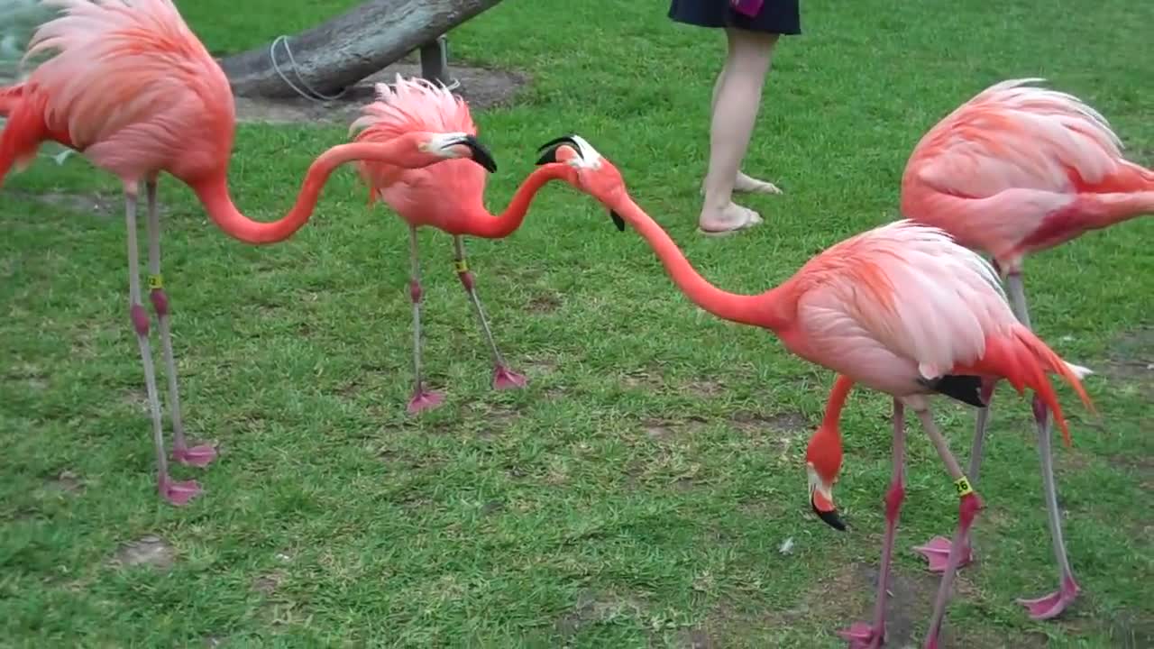 When Flamingos Attack!