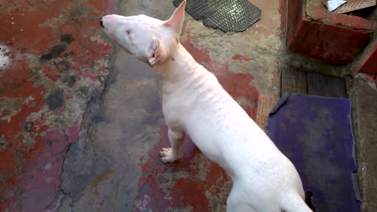 Dog pet. Bull Terrier Inglês