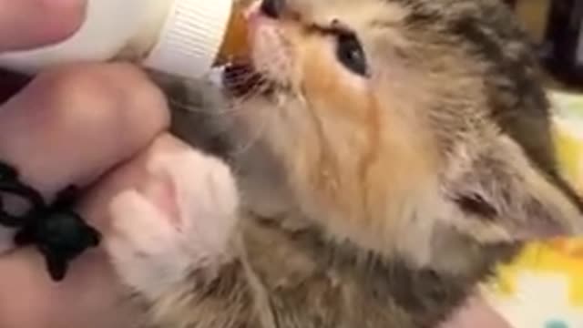 Cute kitten drinking milk like a cute child 😊😊