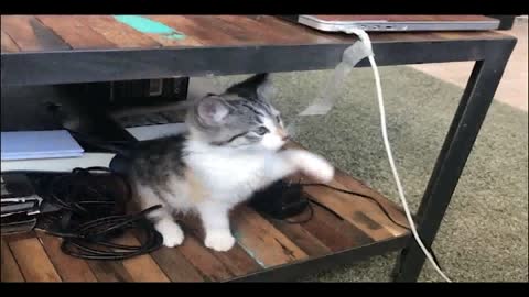 Cat playing with paper