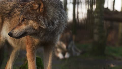 Wolf survival | Wolf 🐺 wildlife |