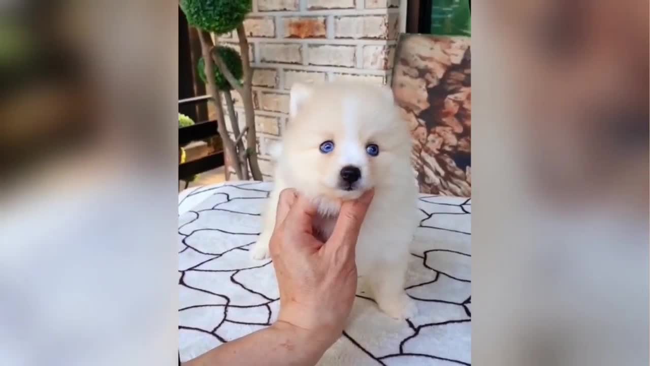 funny puppies