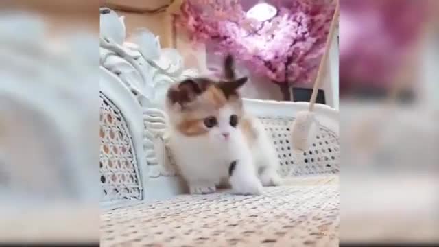 love cats! Funy video! 😁🤣🥰🐱🐱🐱✨